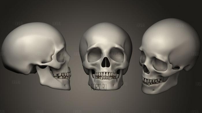 The skull of a man